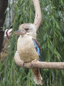  Blue-winged Kookaburra