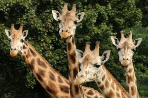 Giraffen in Zoo Olomouc